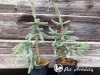 Eglė dygioji ,Glauca Pendula' (lot. Picea pungens)